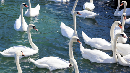 Loneliness: Alone in a Crowd