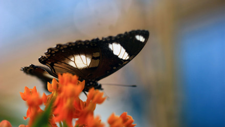 Advance Care Planning